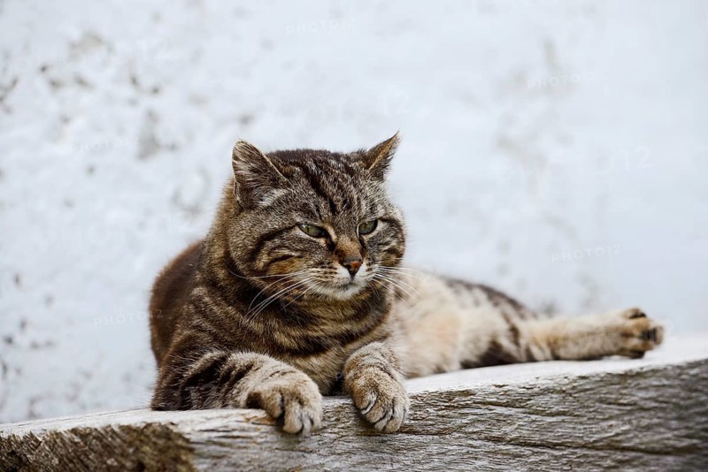 Domestic cat (Felis catus) lying on a wooden bench, Brittany, France