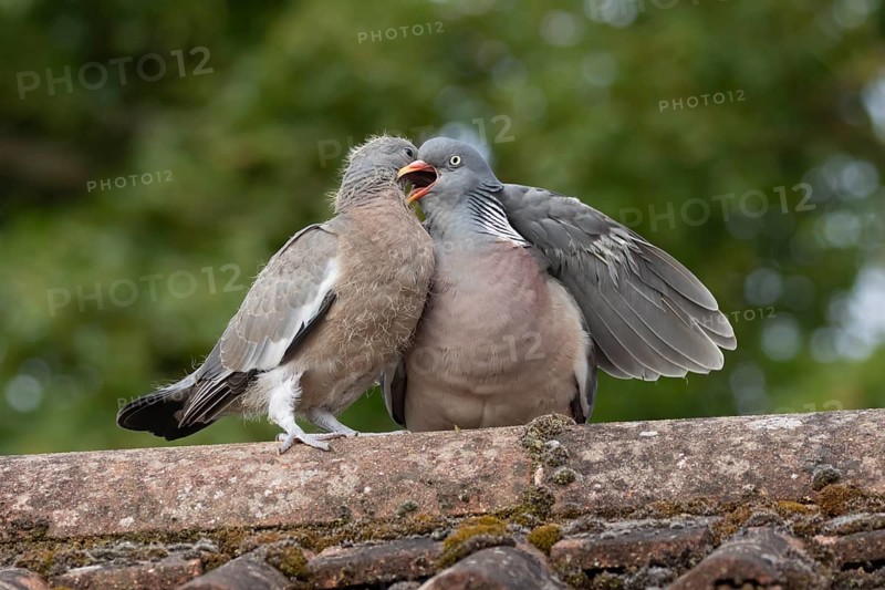 Wood pigeon (Columba palumbus) adult parent bird feeding a juvenile baby squab bird on an urban house roof, England, United Kingdom