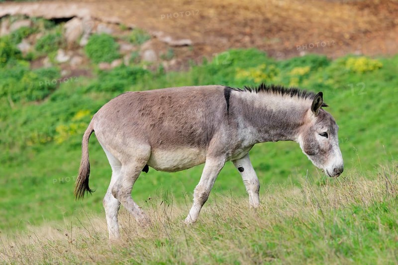 A male grey domestic donkey (Equus asinus) grazes in a green paddock