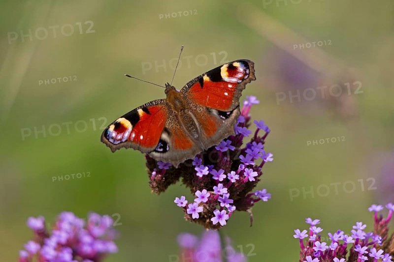Butterfly, peacock butterfly (Aglais io), Purpletop vervain (Verbena bonariensis), Burgstemmen, Nordstemmen, Lower Saxony, Germany