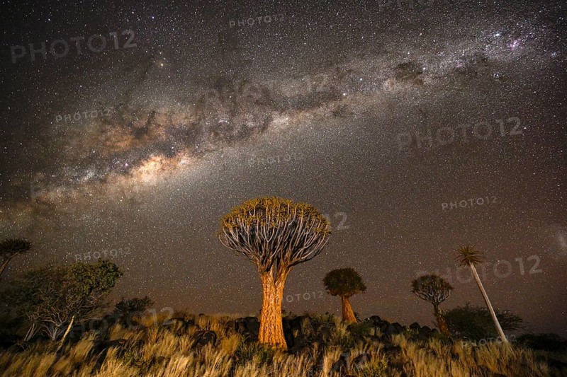 Quiver trees (Aloe dichotoma) under the starry sky, quiver tree forest near Keetmanshoop, Karas Region, Namibia