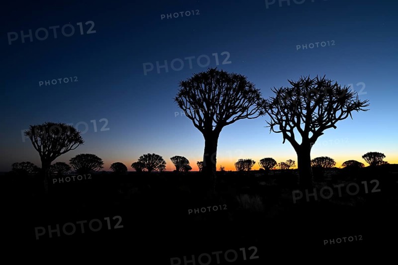 Quiver trees (Aloe dichotoma), blue hour, quiver tree forest near Keetmanshoop, Karas Region, Namibia