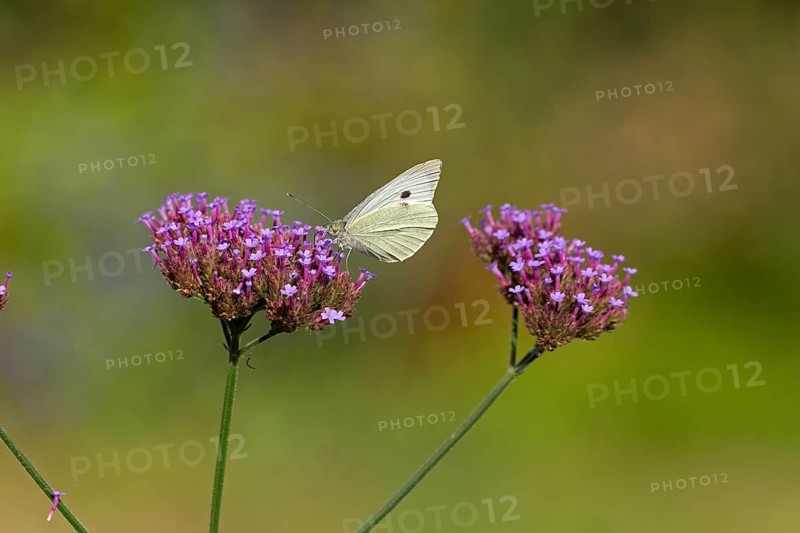 Butterfly, Cabbage butterfly (Pieris brassicae), Purpletop vervain (Verbena bonariensis), Burgstemmen, Nordstemmen, Lower Saxony, Germany