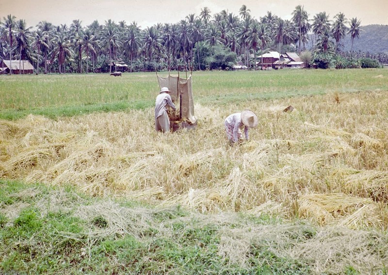 Rice cultivation paddy fields rural farming agriculture countryside area, Penang, Penang Island, Malaya, Malaysia 1965