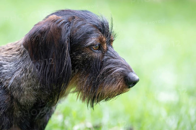 Rough-haired dachshund (Canis lupus familiaris) male, 4 years, animal portrait, attentive, Stuttgart, Baden-Württemberg, Germany
