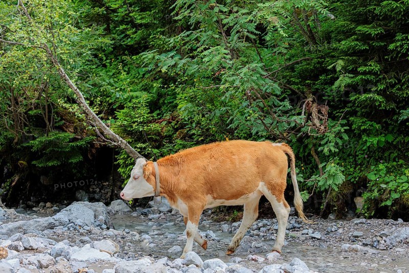 Holstein Friesian cattle crossing a creek on an alpine pasture. Eng valley, Austria
