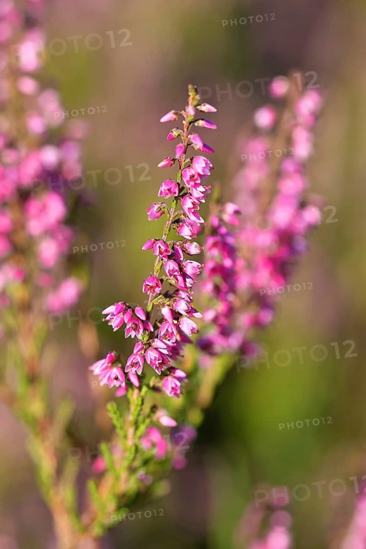 Flowering heather (Calluna vulgaris), heather, Trupacher Heide nature reserve, Siegen, North Rhine-Westphalia, Germany