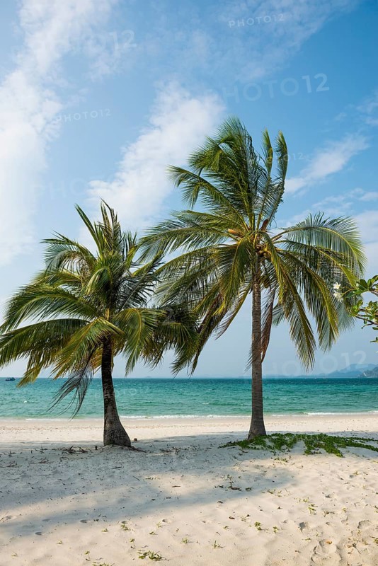 White sandy beach and coconut palms, Pearl Beach, Koh Mook, Trang Province, Southern Thailand, Andaman Sea, Thailand