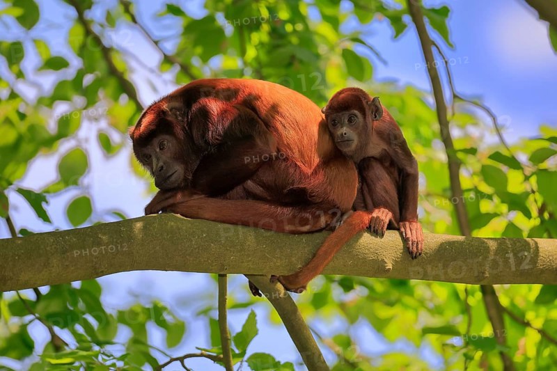 Venezuelan red howler (Alouatta seniculus), adult, female, juvenile, on tree, resting, South America