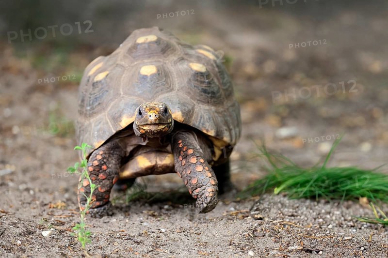 Coal turtle (Geochelone carbonaria), adult, foraging, running, South America