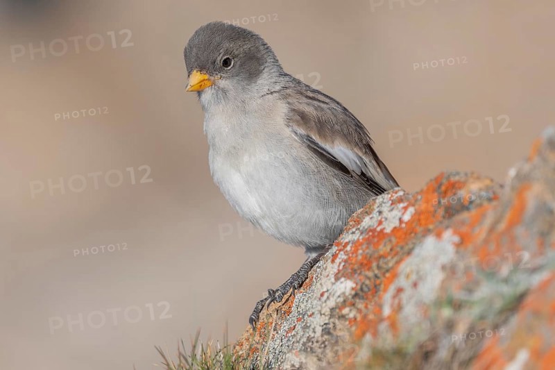 A young white snowfinch (Montifringilla nivalis) with grey feathers and a bright orange beak sits on a rocky surface. The light-coloured background suggests a calm, natural mountain world. The day appears calm and clear. Zermatt, Valais, Alps, Switzerland