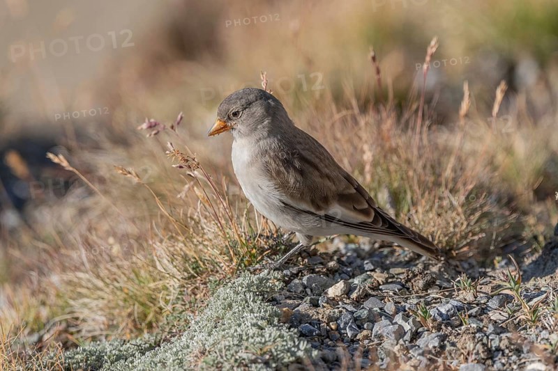 A young white snowfinch (Montifringilla nivalis) searches for food between rocks and grass. The sunlight illuminates the scene and highlights the bird's feathers as it searches for insects or seeds. Zermatt, Valais, Alps, Swiss
