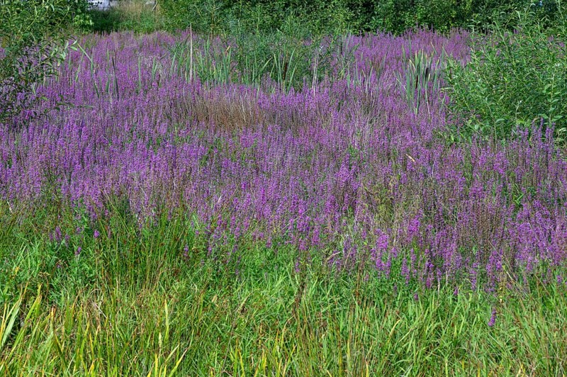 Purple loosestrife (Lythrum salicaria) in a dry carp pond, Eckental, Middle Franconia, Bavaria, Germany