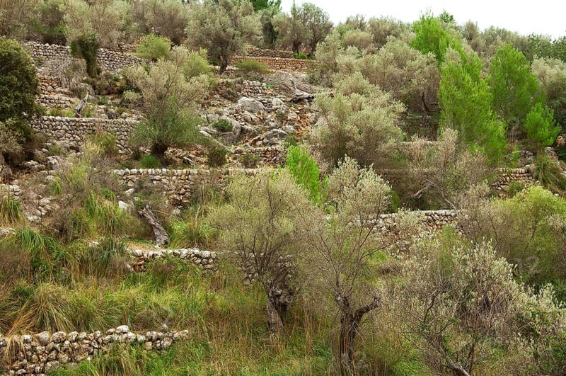 Stone walls in an olive grove, Majorca, Balearic Islands, Spain