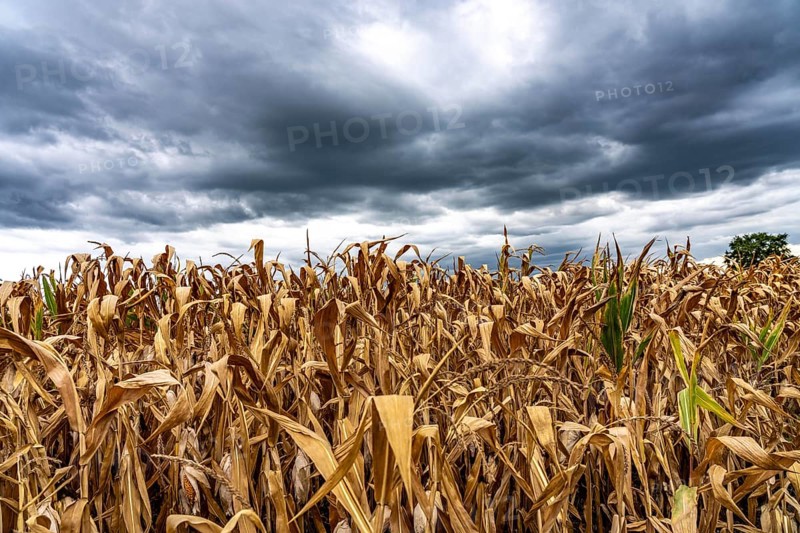 Maize field near Hünxe, dry plants, still being harvested, mostly used for concentrated feed for pigs, cattle and chickens, gloomy storm clouds, North Rhine-Westphalia, Germany