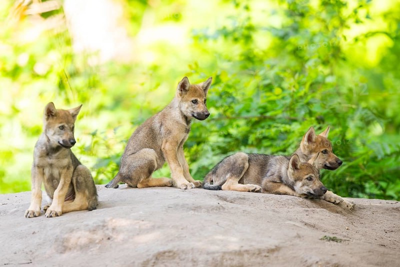 Eurasian wolf (Canis lupus lupus) cubs (youngster) on a little sand hill in the forest, Hesse, Germany