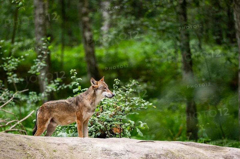 Eurasian wolf (Canis lupus lupus) standing on a little sand hill in the forest, Hesse, Germany