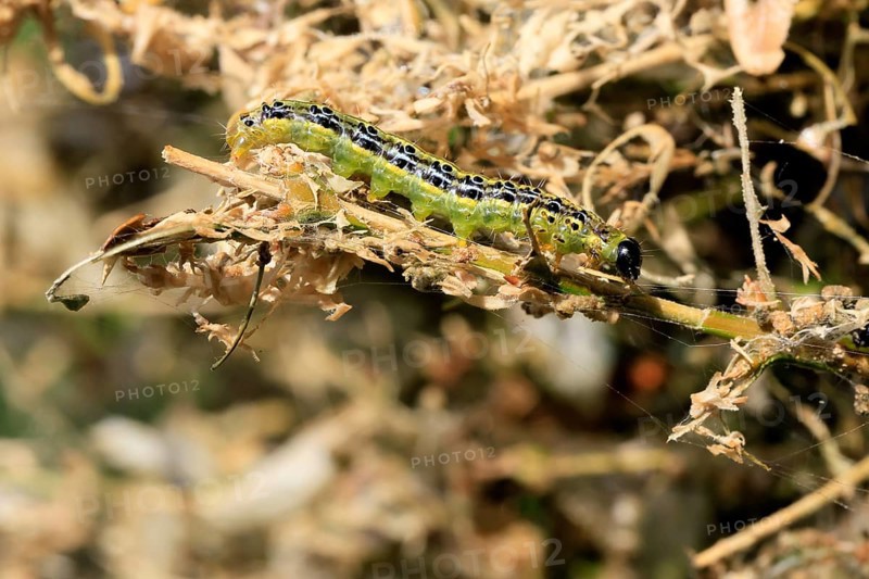 Box tree moth (Cydalima perspectalis), caterpillar, feeding on boxwood, clear feeding, Ellerstadt, Rhineland Palatinate, Germany