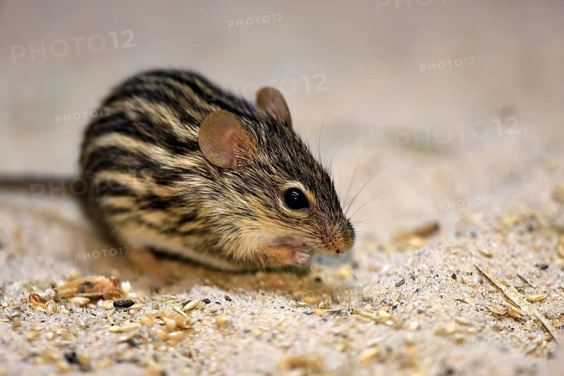 Typical striped grass mouse (Lemniscomys striatus), adult, on ground, alert, foraging, East Africa, West Africa