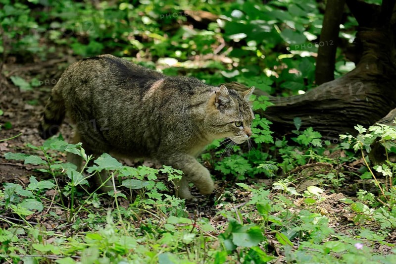 European wildcat (Felis silvestris), adult, stalking, in the forest, foraging, alert, Hesse, Germany, Europe, captive