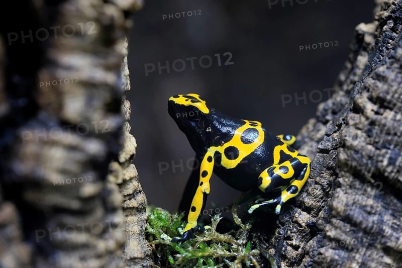 Yellow-banded poison dart frog (Dendrobates leucomelas), adult, alert, South America, captive