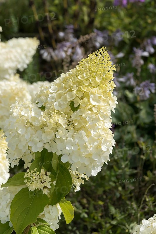 Panicle hydrangea (Hydrangea paniculata 'Polar Bear'), Finland