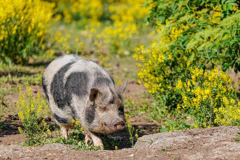 A Kunekune pig (sus scrofa domesticus), a domestic breed from New Zealand walks walks through a yellow flowering meadow. Captive, Austria