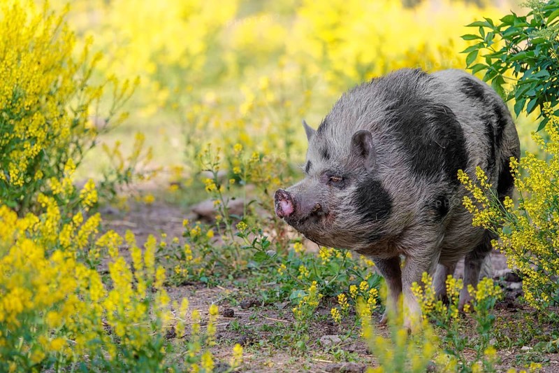 A Kunekune pig (sus scrofa domesticus), a domestic breed from New Zealand walks walks through a yellow flowering meadow. Captive, Austria