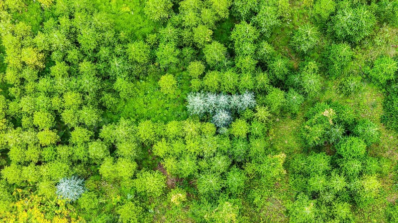 Christmas tree plantation in summer. Christmas trees grow in a coniferous forest for the coming season. Drone photo. Östringen, Baden-Württemberg, Germany