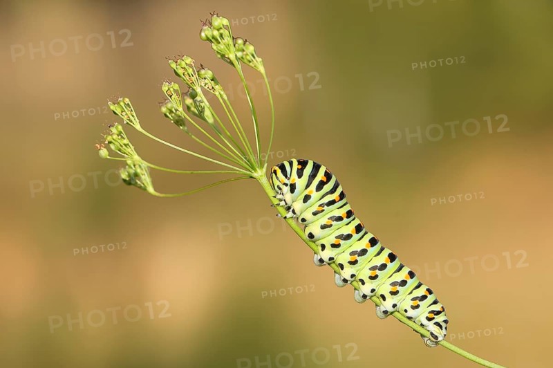 Swallowtail caterpillar (Papilio machaon), caterpillar sitting on Wild carrot (Daucus carota), Trupbacher Heide nature reserve with heathland and nutrient-poor grassland, Siegerland, North Rhine-Westphalia, Germany