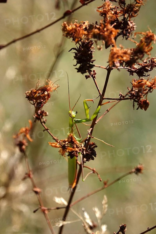 Praying mantis, August, Saxony, Germany