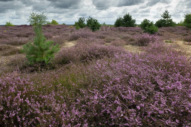 Heathland (Calluna vulgaris), Emsland, Lower Saxony, Germany