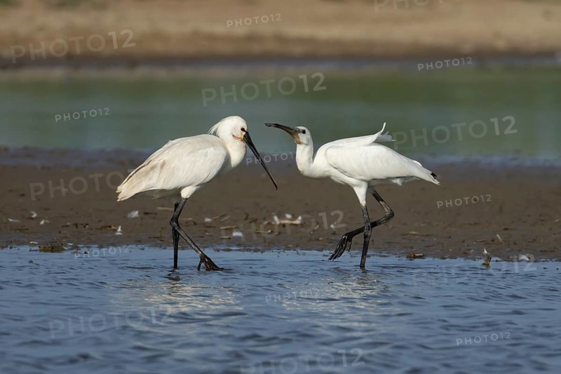 Eurasian spoonbill (Platalea leucorodia) two birds adult bird and juvenile bird begging for food in a shallow lagoon, England, United Kingdom