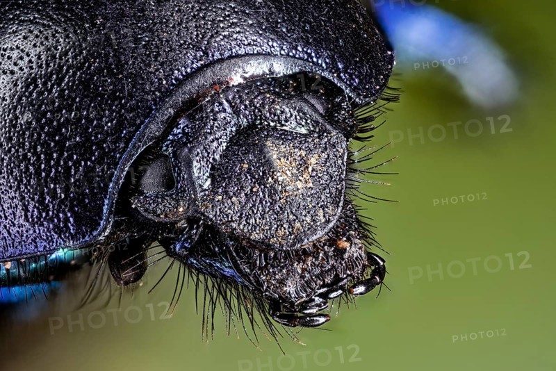 Macro photograph of a shiny beetle with detailed texture and blue colour tones, The forest dung beetle (Anoplotrupes stercorosus)