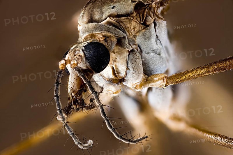 Close-up of an insect with detailed representation of the texture, A close-up of a meadow snake or marsh snake (Tipula paludosa)