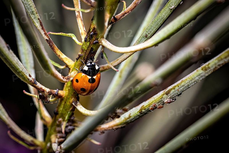 A ladybird sitting on a branch surrounded by other branches in nature, The ladybirds in a plant with aphids (Coccinellidae)