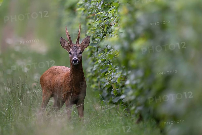 Roebuck in the rut, Biburg leaf time, Eifel Rhineland-Palatinate, Germany