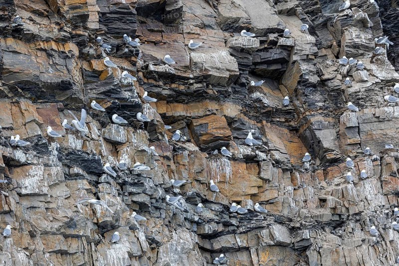Group of kittiwakes (Rissa tridactyla) in a field wall, nesting sites, Mushamna, Spitsbergen, Svalbard