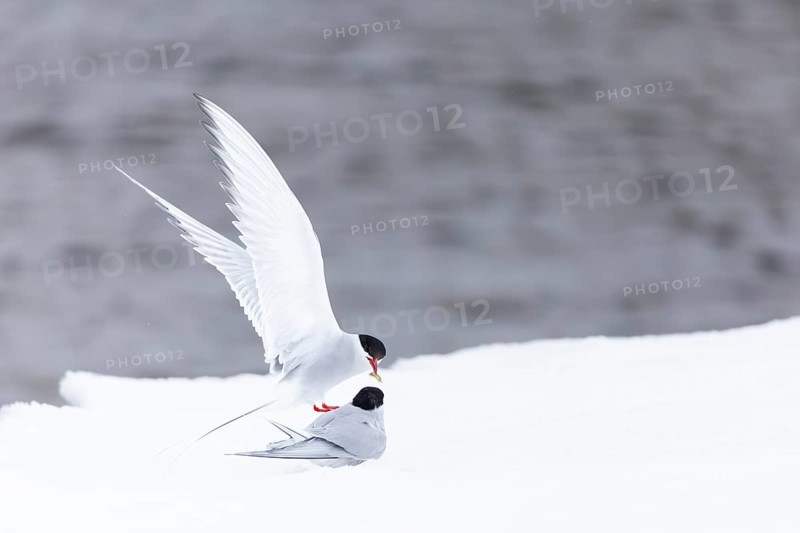 Arctic Arctic Tern (Sterna paradisaea), pair feeding, bridal gift, snow, Terns (Sterninae), Muchinsonfjord, Spitsbergen, Svalbard