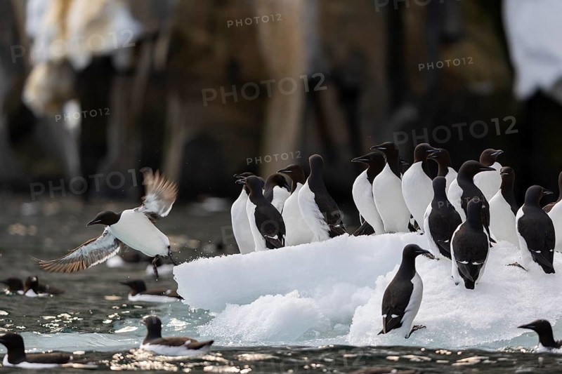 Thick-billed guillemot (Uria lomvia) on an ice floe, alcids (Alcidae), Alkefjellet, Spitsbergen, Svalbard