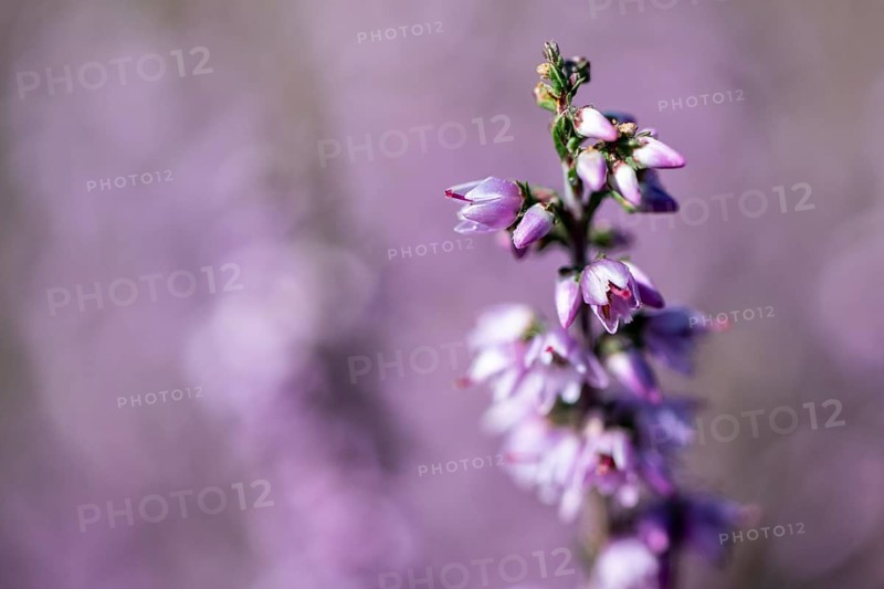 Heather (Calluna vulgaris), Emsland, Lower Saxony, Germany