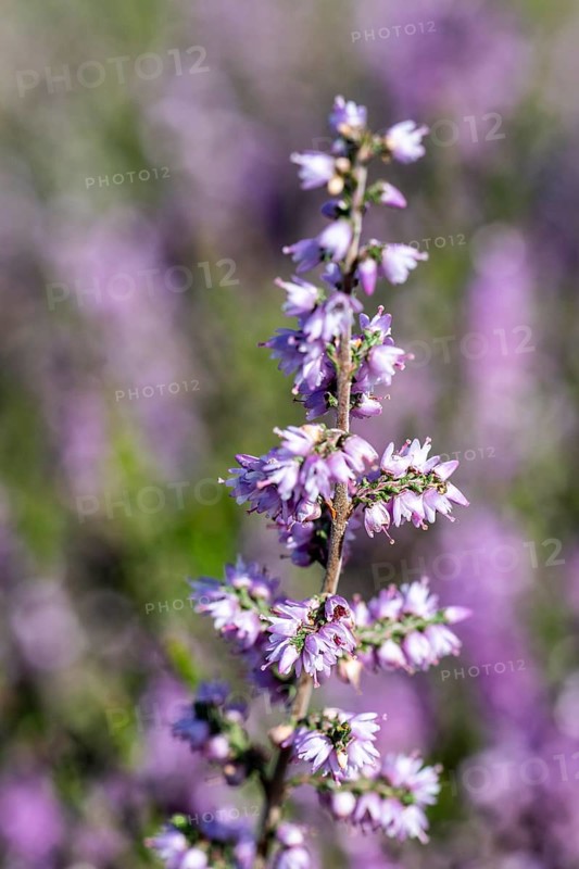 Heather (Calluna vulgaris), Emsland, Lower Saxony, Germany