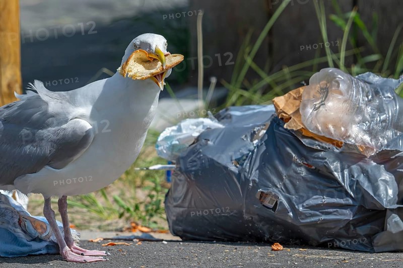 Bird nuisance by herring gull tearing up rubbish bag and feeding on trash, household refuse and garbage leaving a mess on street in coastal town