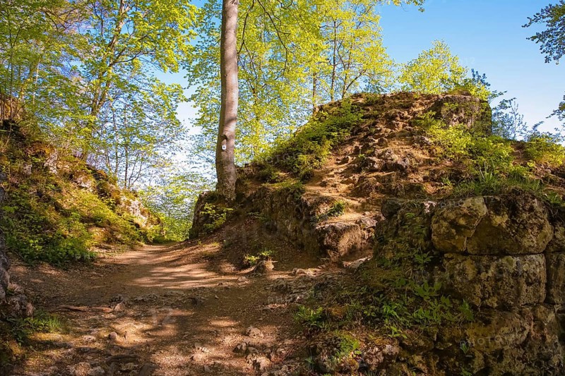 Ruin of Alter Lichtenstein near Lichtenstein Castle, eaves of the Swabian Alb, trees, deciduous forest, Honau, municipality of Lichtenstein, Baden-Württemberg, Germany