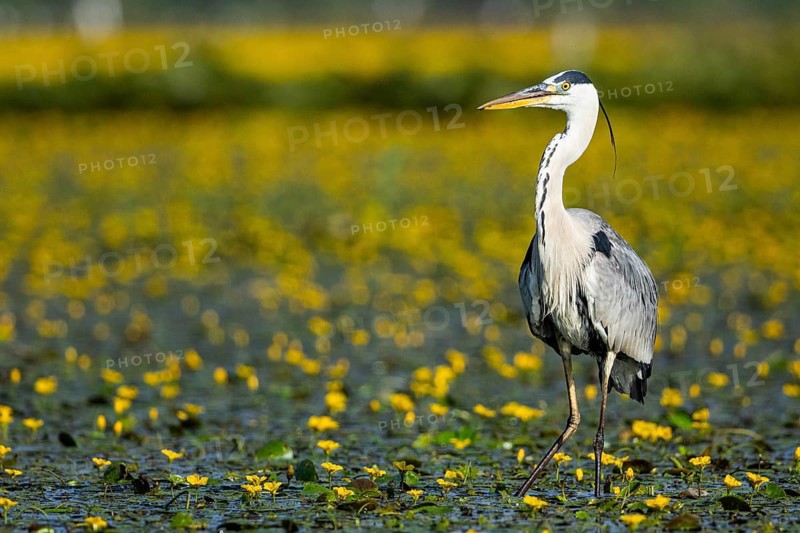 Grey heron (Ardea cinerea) amidst flowering sea pots (Nymphoides peltata) Hungary