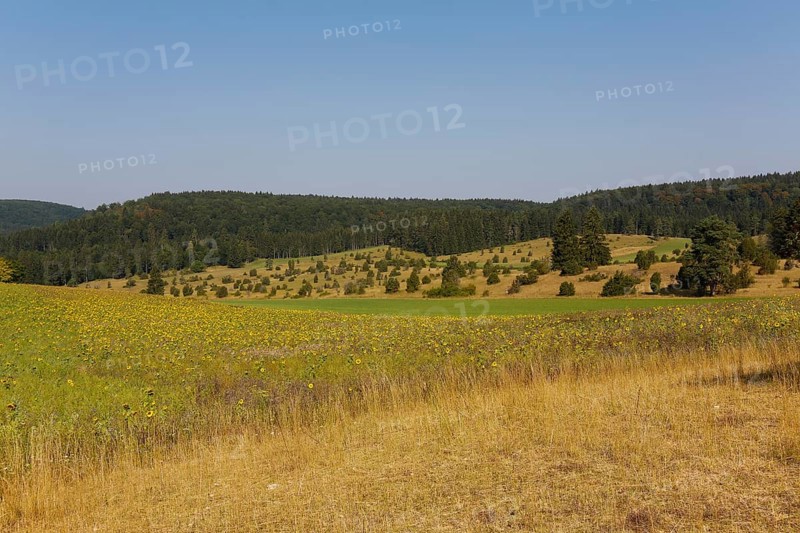 Landscape, nature, trees, meadow, juniper heath, Digelfeld near Hayingen, Swabian Alb, Baden-Württemberg, Germany