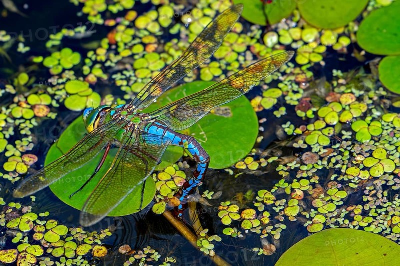 Emperor dragonfly, blue emperor (Anax imperator, Anax formosa) female with blue abdomen laying eggs in water of brook in summer