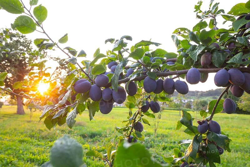 Plum tree in summer with ripe fruit and radiant sun star