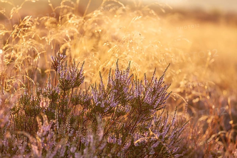 Bell heather (Erica tetralix) in the Lüneburg Heath in the yellow-red morning light at sunrise