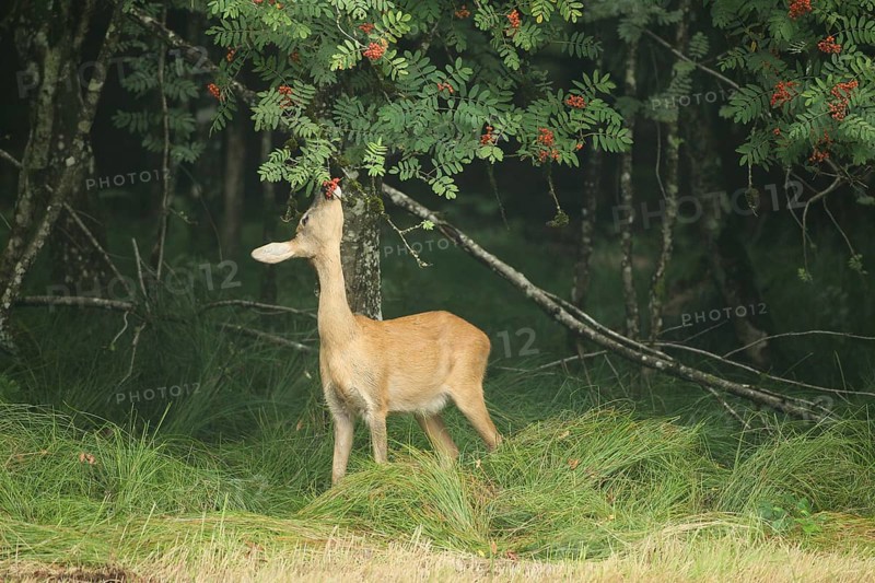 Roe deer (Capreolus capreolus) doe nibbling leaves and red berries of rowan (Sorbus aucuparia) Allgäu, Bavaria, Germany, Allgäu, Bavaria, Germany